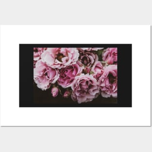 Vintage Pink Garden Roses Posters and Art